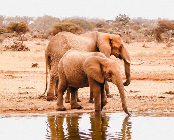 Национальный парк Западный Тсаво