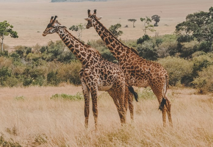 Заповедник Масаи Мару
