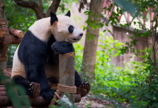 Тур экскурсионный "Родина панд"